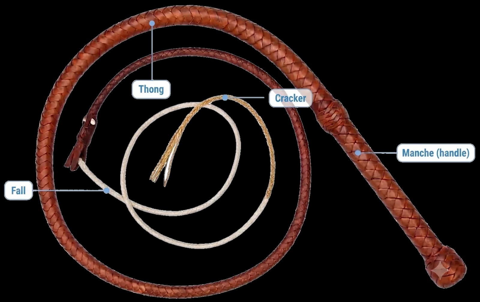 Bullwhip réel annoté : thong, fall, cracker et manche (handle)